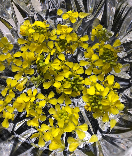 mustardessence The Flowers Are Speaking